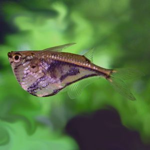 25 Types Of Aquarium Fish - What are the different types of Fish Aquarium? 13
