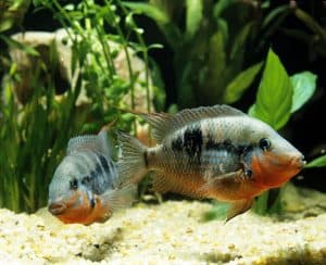 25 Types Of Aquarium Fish - What are the different types of Fish Aquarium? 9