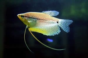 25 Types Of Aquarium Fish - What are the different types of Fish Aquarium? 7