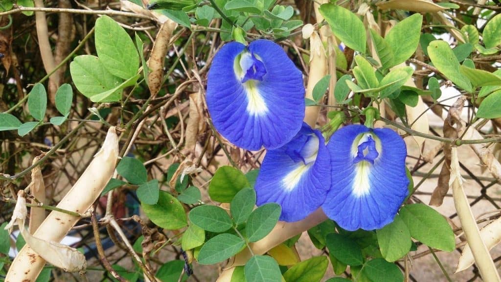 Butterfly Pea or Aparajita - Climber Plants Names With Examples
