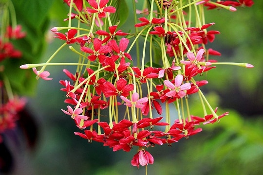 Combretum Indicum - Climber Plants Names In India