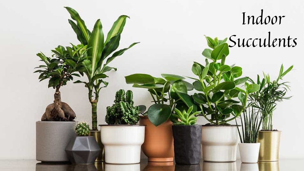20 Types of Succulents Ideal for Your Indoor and Outdoor Garden 1