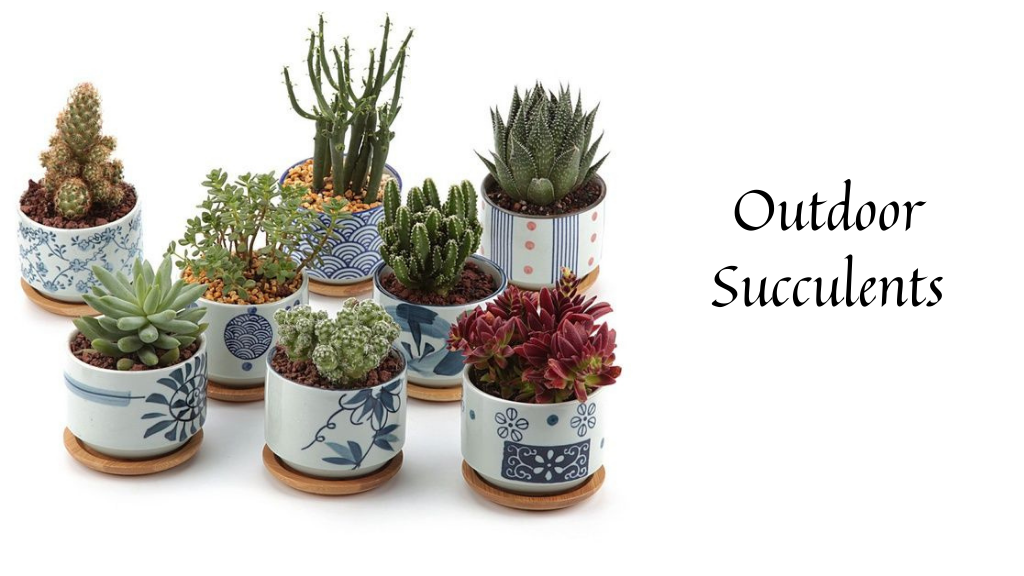 20 Types of Succulents Ideal for Your Indoor and Outdoor Garden 2