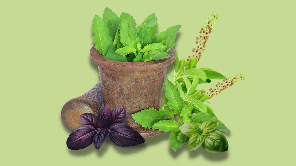 Different Types of Tulsi Plants