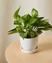 Best Lucky Plants for Home-sweet-homes: A Complete List of Lucky Plants for Home in India 3
