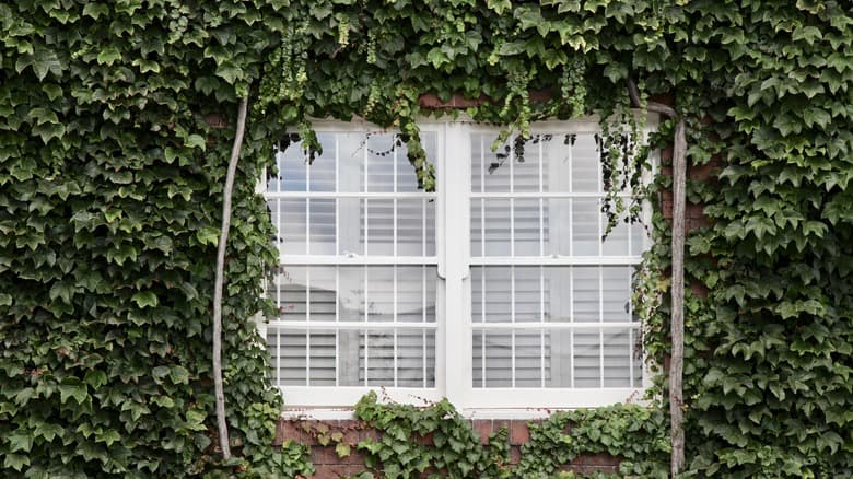 Ivy Walls that Explore Your Space
