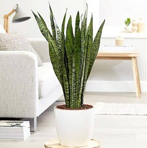 Embrace the Green Wonder: The Best Indoor Plants for Your Home 3
