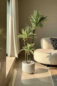 Embrace the Green Wonder: The Best Indoor Plants for Your Home 8