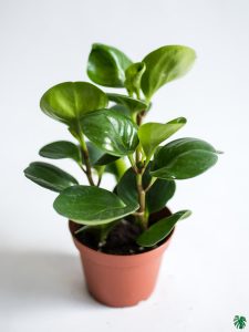 Embrace the Green Wonder: The Best Indoor Plants for Your Home 10