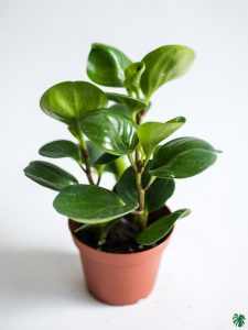 Embrace the Green Wonder: The Best Indoor Plants for Your Home 22 Embrace the Green Wonder: The Best Indoor Plants for Your Home 10