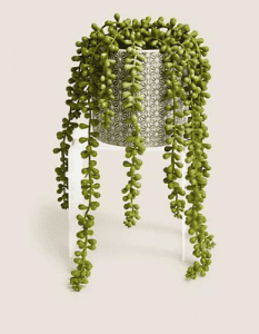 Embrace the Green Wonder: The Best Indoor Plants for Your Home 6 String of Pearls