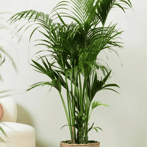 Embrace the Green Wonder: The Best Indoor Plants for Your Home 14