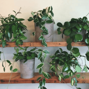 Embrace the Green Wonder: The Best Indoor Plants for Your Home 15