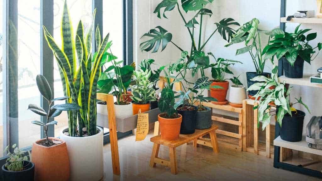 Best Indoor Plants for Home