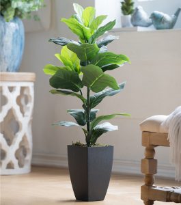 Embrace the Green Wonder: The Best Indoor Plants for Your Home 13