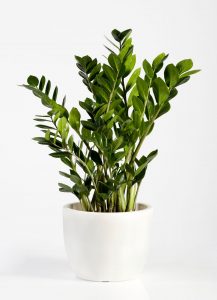 Embrace the Green Wonder: The Best Indoor Plants for Your Home 6