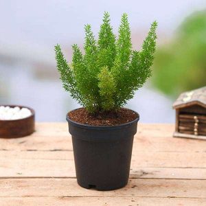 Embrace the Green Wonder: The Best Indoor Plants for Your Home 13 Asparagus Fern