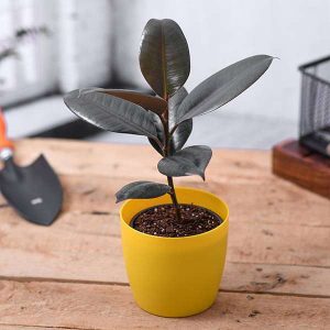 Embrace the Green Wonder: The Best Indoor Plants for Your Home 16 rubber plant