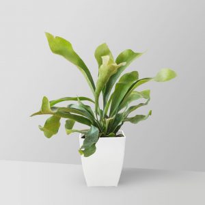 Embrace the Green Wonder: The Best Indoor Plants for Your Home 1