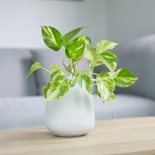 Top 14 Different Types of Money Plants to Consider For Home 1