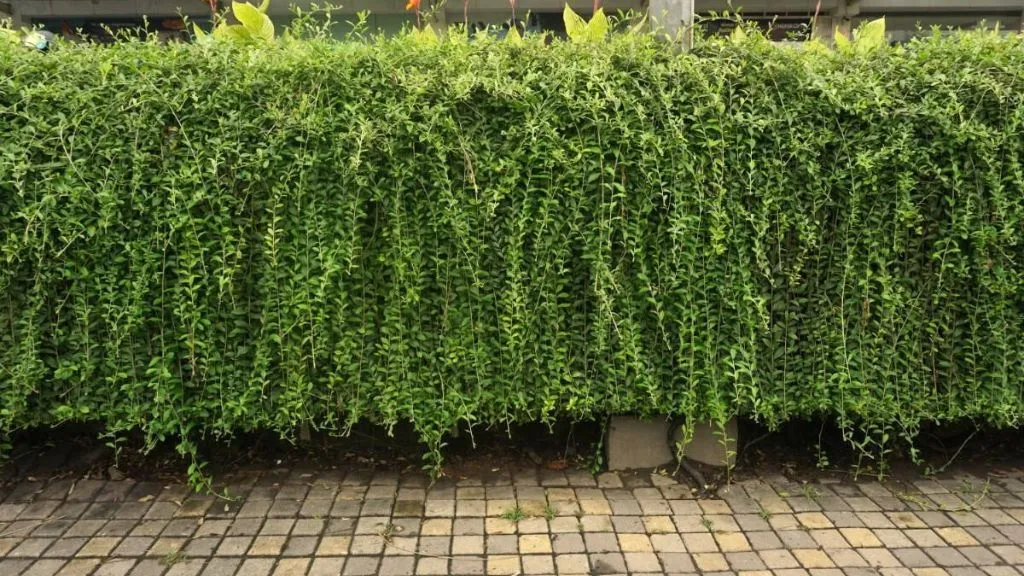 10 Best Climber Plant Names With Images