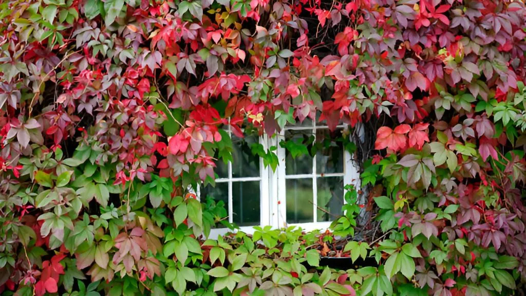 10 Best Climber Plant Names With Images