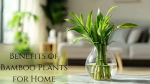 Benefits of Bamboo Plants for Home